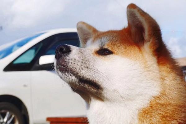 犬猫脾脏破裂症状识别与治疗方案详解，宠物急救须知