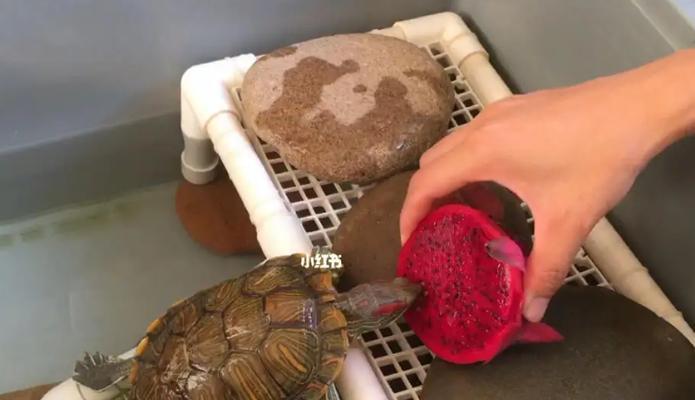 小乌龟的饮食搭配与喂养建议（小乌龟的饮食需求及适宜食物，助你成为贴心的宠物主人）