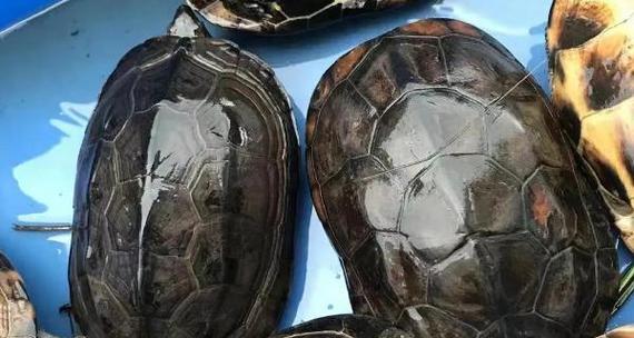 小乌龟的饮食搭配与喂养建议（小乌龟的饮食需求及适宜食物，助你成为贴心的宠物主人）