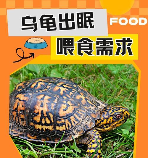 小乌龟饮食搭配与喂养指南，助你成为贴心宠物主人