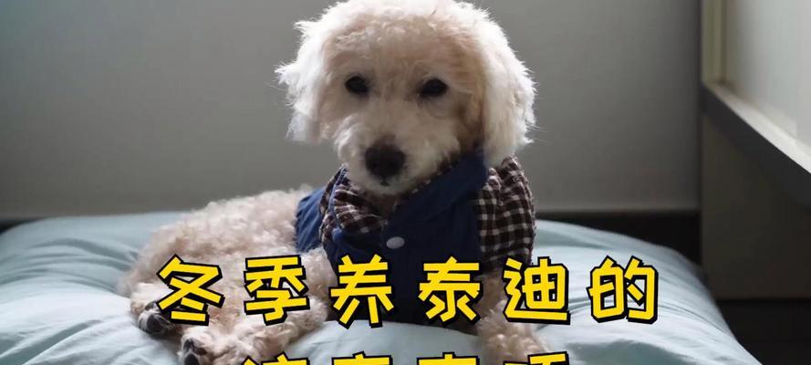 以泰迪配窝，照顾你的宠物伙伴（关注泰迪配窝的注意事项和关键要点）