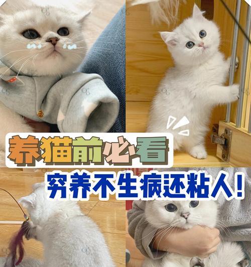 猫咪的15种神奇力量：解压伴侣提升幸福感促进身心健康