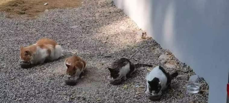 猫咪的神奇力量（解压神器，提升幸福感，促进健康）