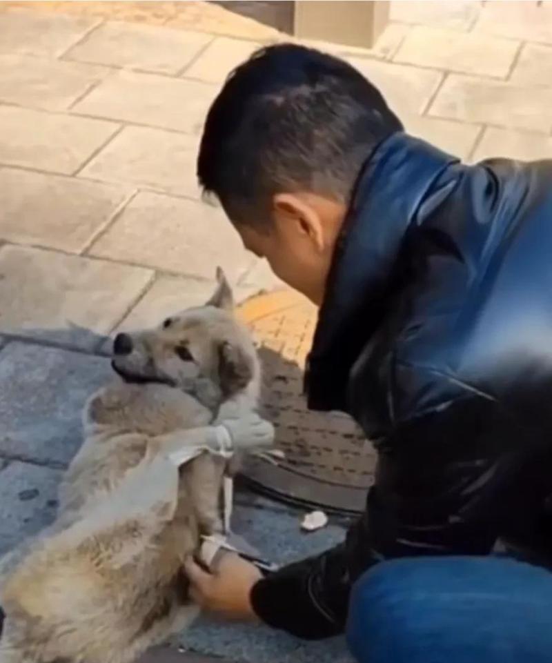 探寻狗呜呜呜的含义（狗呜呜呜是怎样的一种表达方式）