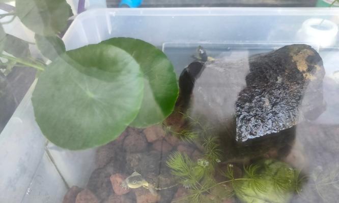 乌龟水质重要性全解析，水质对乌龟健康的关键影响