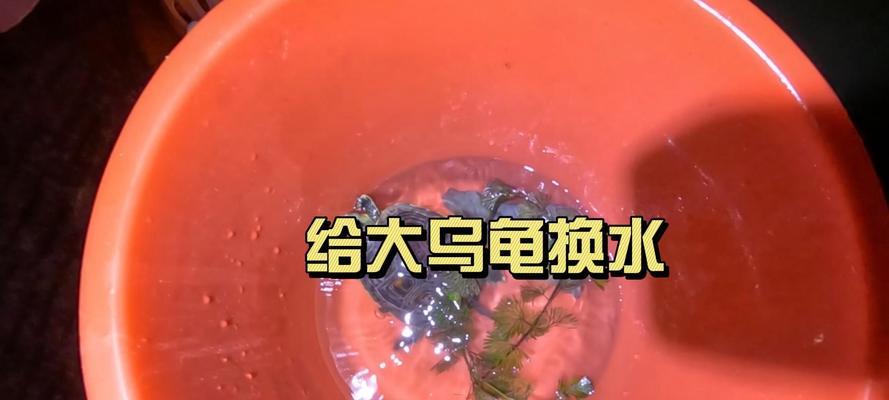 乌龟水质重要性全解析，水质对乌龟健康的关键影响