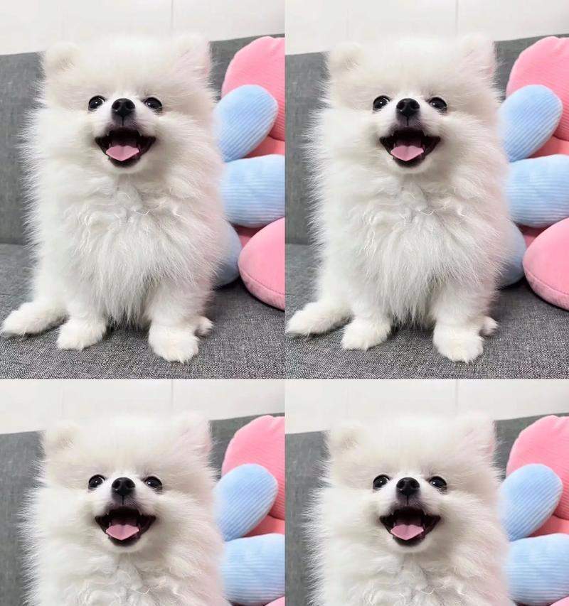 博美犬疫苗选择指南：为爱宠提供最佳疾病防护方案