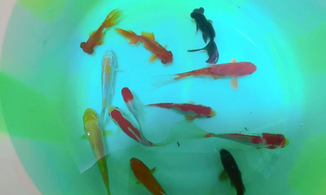 小金鱼的食物喜好与营养需求（探秘小金鱼的食谱和饮食习惯）