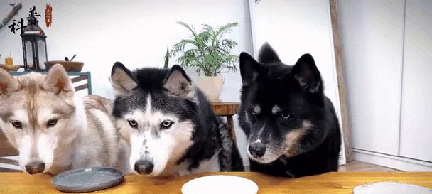 大狗生完怎么处理？（让大狗恢复健康的关键饮食及方法）