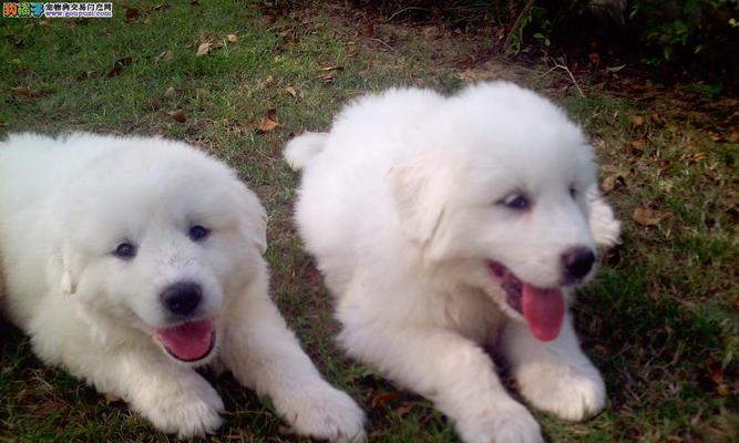 大白熊如何保护自己的生存环境（关注大白熊的栖息地保护，共同守护可持续发展）