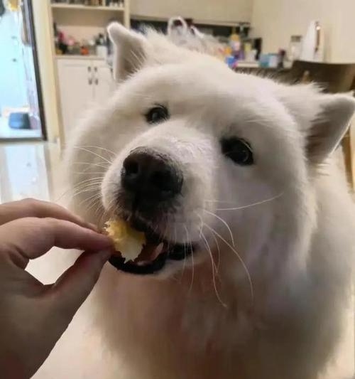 狗粮对狗狗体重的影响（营养均衡的狗粮与狗狗健康体重的关系）