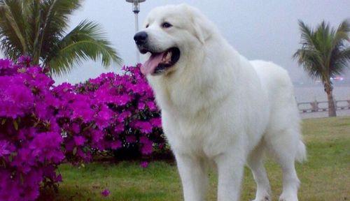 大白熊栖息地保护指南：关注生存挑战与可持续守护行动