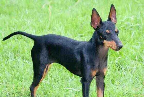 柯利犬过敏原及饮食注意事项（了解柯利犬的过敏源及如何饲养它们）