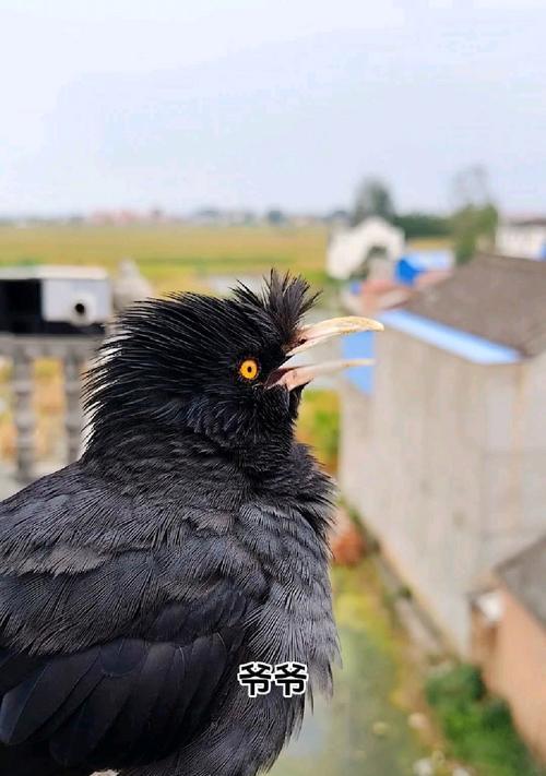 探寻古代八哥的神秘之谜（解密八哥的预言能力与文化象征）