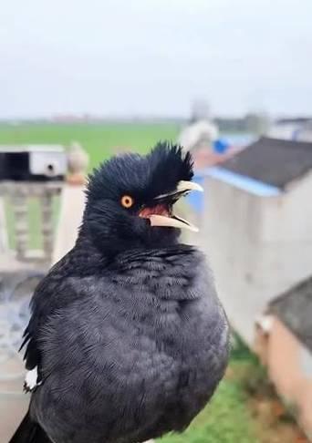 揭秘古代八哥的预言能力与文化象征，探寻其神秘之谜