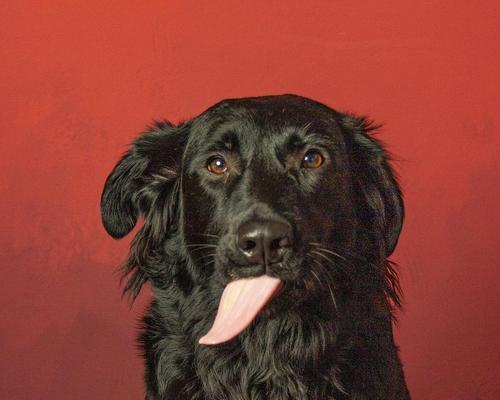 狗狗舌头烂了怎么办？药物治疗助您快速康复（了解狗狗舌头烂的原因及常用药物治疗方法）