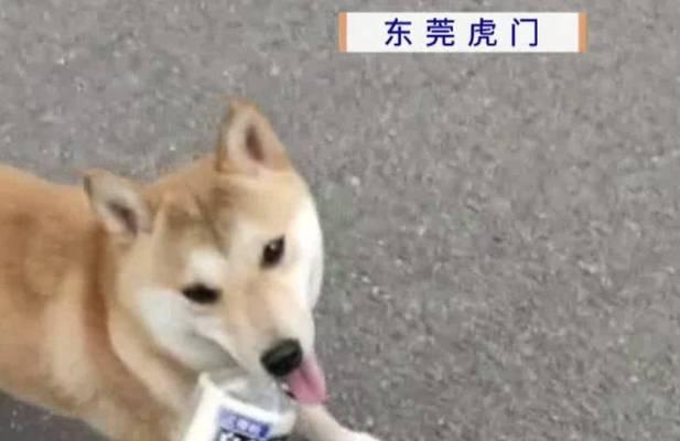 探究狗为何会突然死亡的原因及预防方法（揭开狗突然死亡的谜团，提供保护你的爱宠的有效措施）