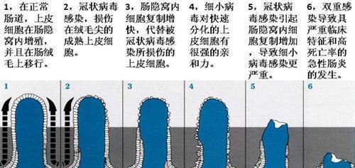 狗突然死亡原因与预防方法解析，保护爱宠健康指南