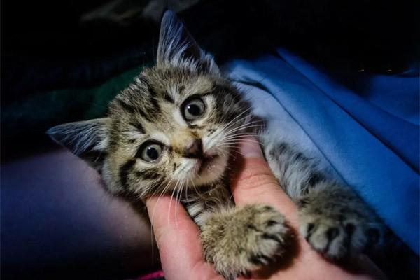 狗狗喉炎，猫咪喉炎