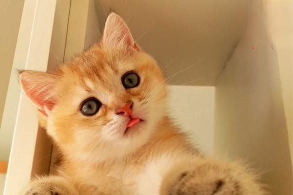 犬猫胸腔积血症状与治疗方案解析：病因、诊断与急救措施