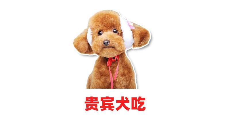 小贵宾的理想狗粮选择（为您揭秘小贵宾的狗粮饮食秘籍）