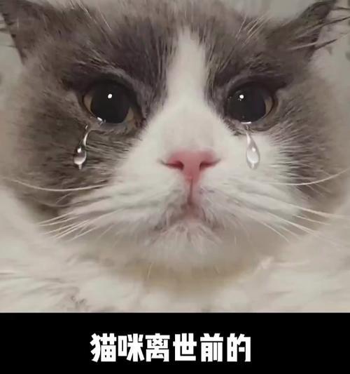 白鼻子猫的预兆解读，揭示猫咪神秘行为与亲密关系
