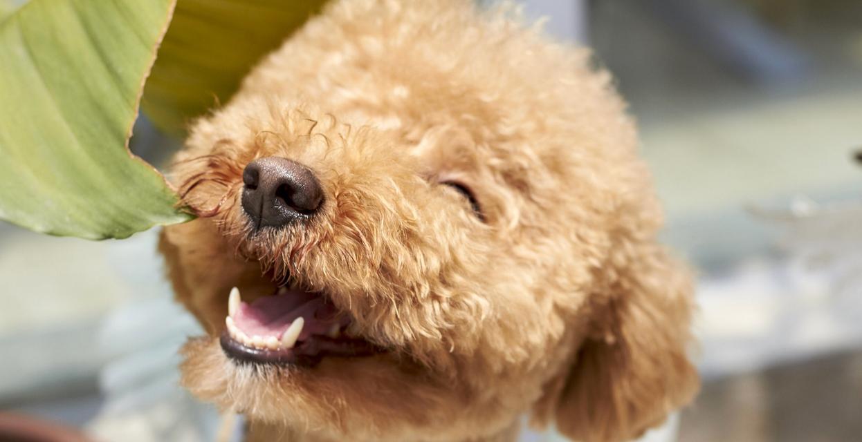 小贵宾的理想狗粮选择（为您揭秘小贵宾的狗粮饮食秘籍）