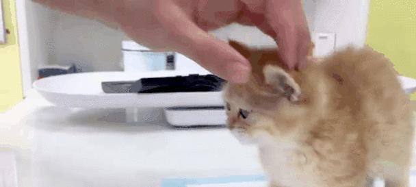 小猫定期体检的重要性:如何守护爱宠健康与预防疾病 小猫定期体检的重要性:如何守护爱宠健康与预防疾病