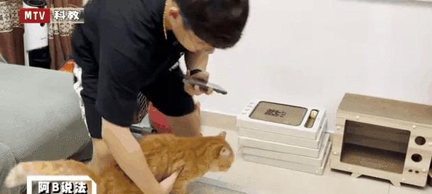 小猫定期体检的重要性:如何守护爱宠健康与预防疾病 小猫定期体检的重要性:如何守护爱宠健康与预防疾病