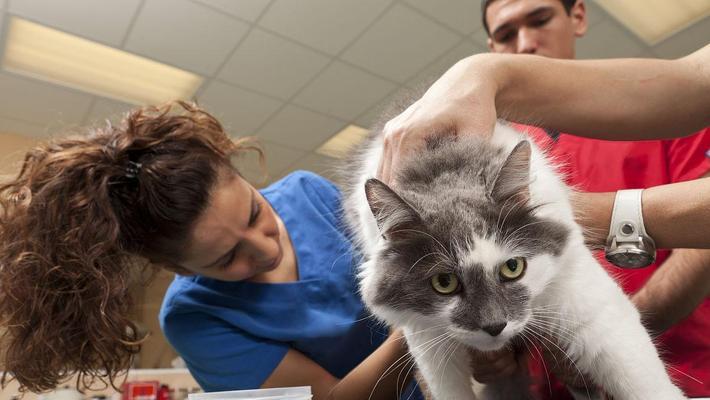 小猫定期体检的重要性：如何守护爱宠健康与预防疾病