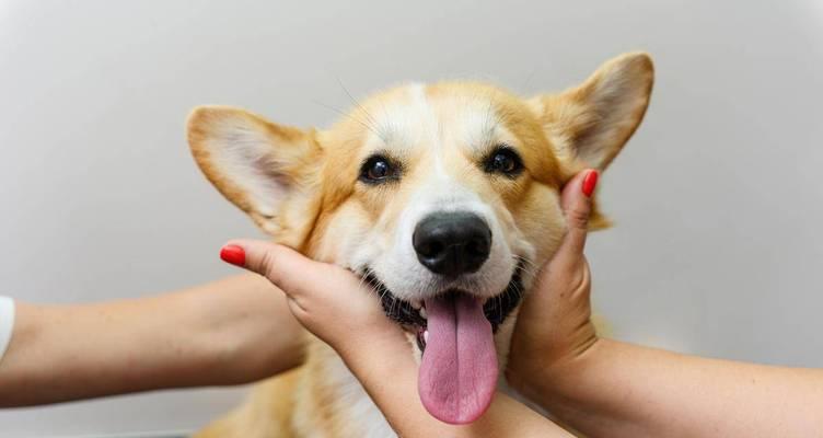 为什么狗狗喜欢舔主人的嘴？（探寻狗狗舔嘴行为的原因与动机）