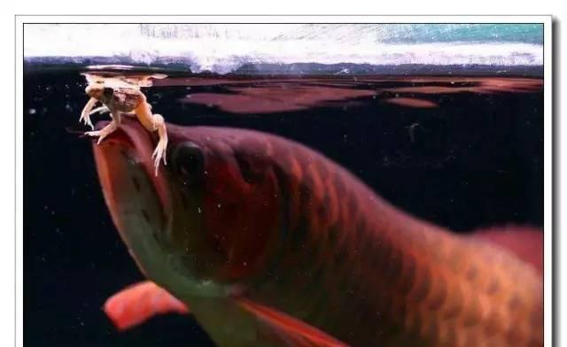 科学饲养银龙鱼指南，从饮食到环境打造健康生长方案