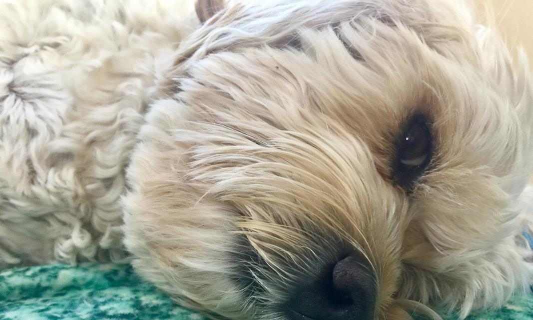 治疗皮肤病的狗该吃什么药（药物治疗是有效的治疗方式）