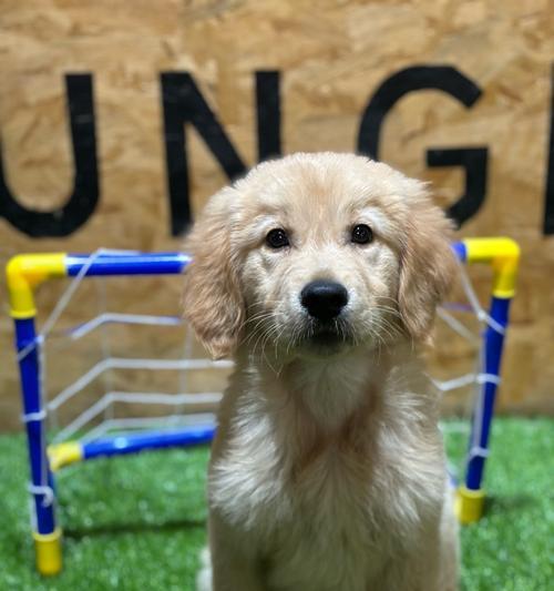 购买狗狗的必备证件及注意事项（一步步了解购买狗狗所需的证件、手续和注意事项）