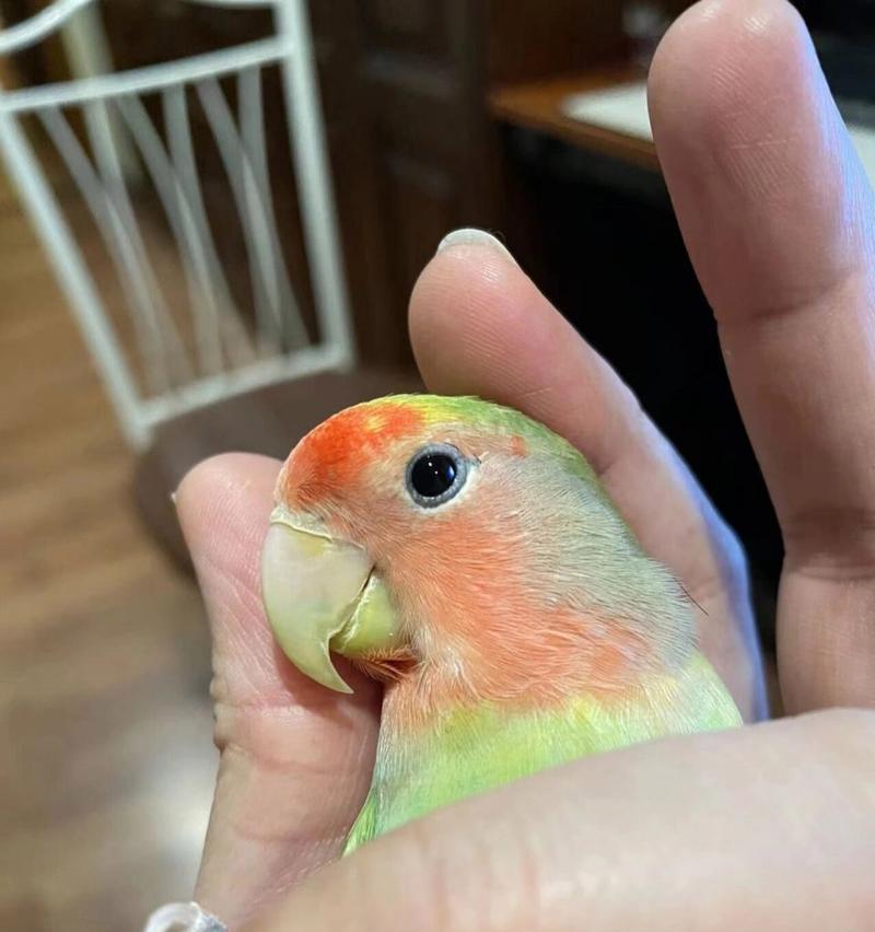 如何挑选颜色独特的虎皮鹦鹉？看这几点让你选到与众不同的爱鸟