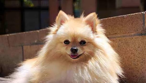 女孩养什么品种的狗好？（选择适合女孩的狗品种的关键因素是什么？）