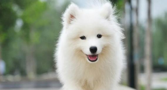 女孩养什么品种的狗好？（选择适合女孩的狗品种的关键因素是什么？）