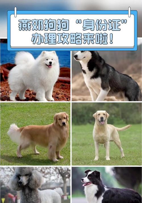 购买狗狗必备证件清单与注意事项，新手养犬全攻略