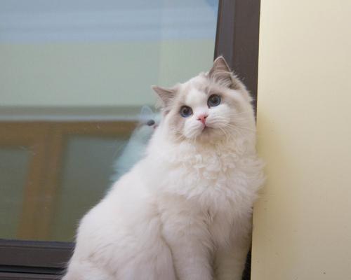 小型宠物狗的选择和养护指南（探索适合家庭的小型宠物狗品种，为您的生活带来快乐和陪伴）