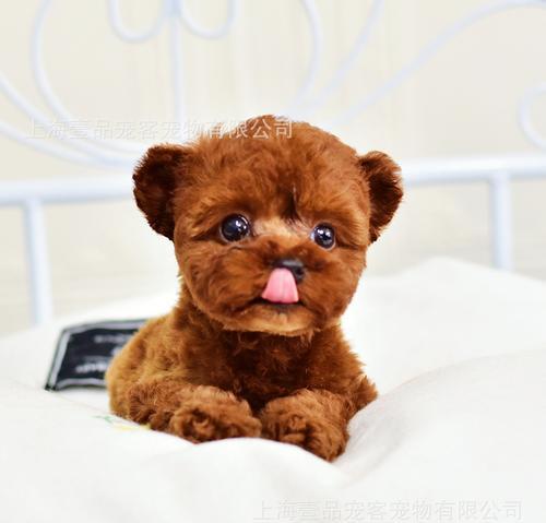 小型宠物狗品种推荐与养护指南，选择适合家庭的萌犬伙伴