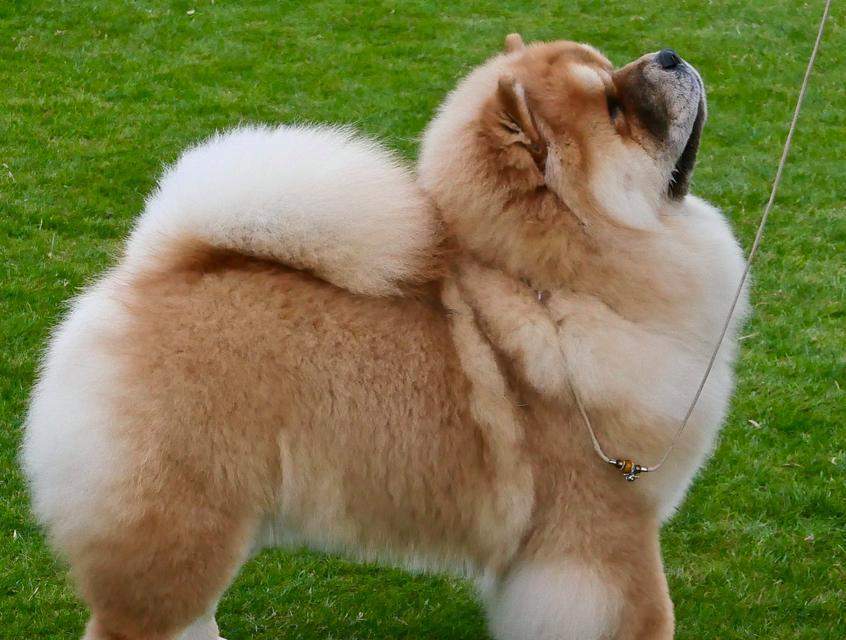 狗肥胖的原因及预防方法（了解狗肥胖的危害与解决之道）