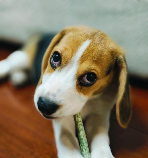 小型宠物狗的选择和养护指南（探索适合家庭的小型宠物狗品种，为您的生活带来快乐和陪伴）