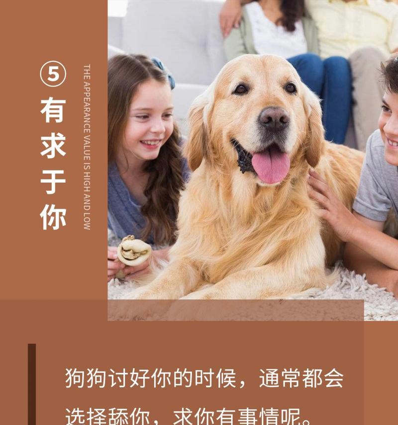 狗狗为何喜欢舔主人？揭秘舔舐行为背后的情感与原因