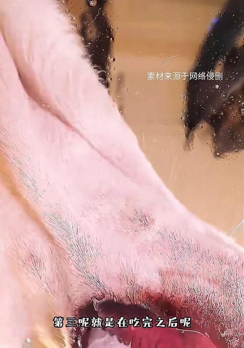 小狗受伤了，该吃什么药？（保护小狗健康的救命良药）