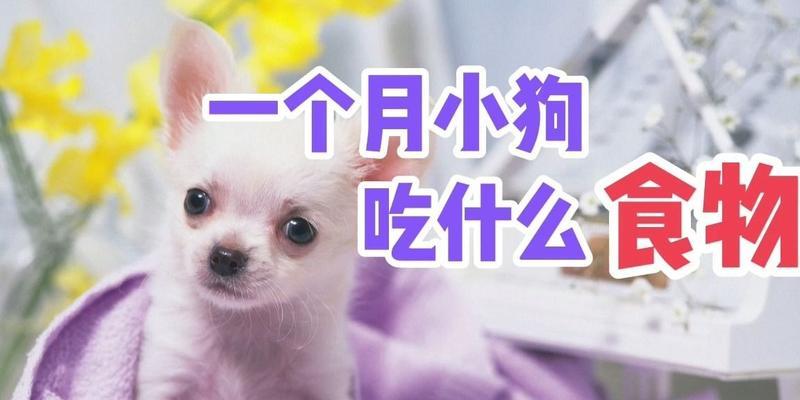 小狗受伤了，该吃什么药？（保护小狗健康的救命良药）