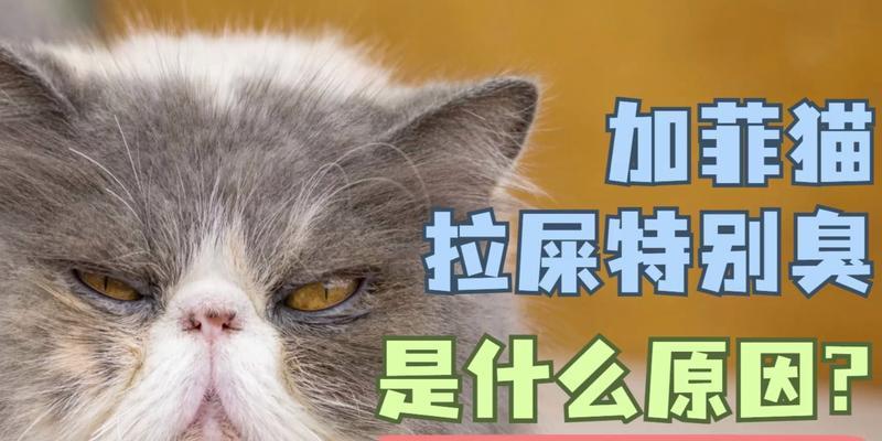 探究猫为何拉屎特别臭（猫的排泄物臭味来源及相关原因分析）