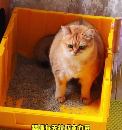 探究猫为何拉屎特别臭（猫的排泄物臭味来源及相关原因分析）