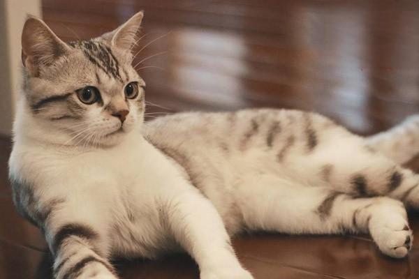 犬猫包茎怎么办？症状识别与科学治疗方案详解