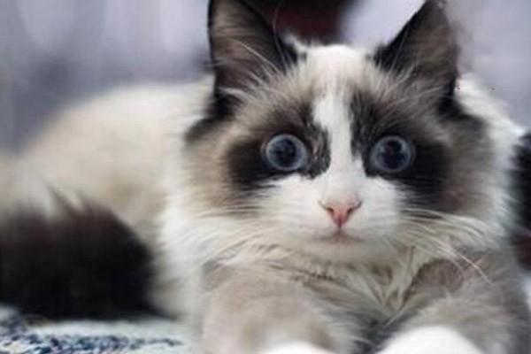 犬猫嵌顿包茎症状与治疗方案详解，预防阴茎坏死须知