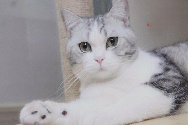 犬猫阴茎包皮外损伤的病因、症状与专业治疗方案详解